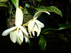 Stanhopea grandiflora