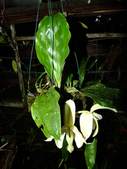 Stanhopea grandiflora