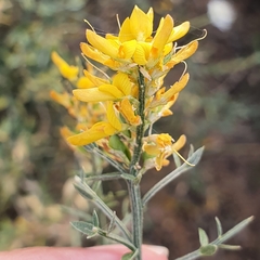 Genista tricuspidata