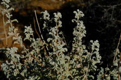 Stachys zeyheri