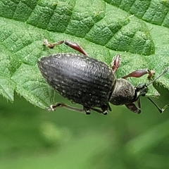 Otiorhynchus