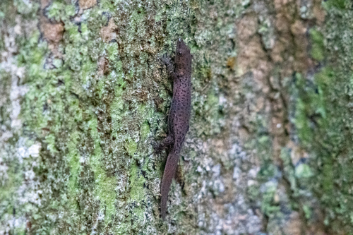 Utila Small-scaled Geckolet, Sphaerodactylus poindexteri