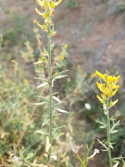 Genista tricuspidata