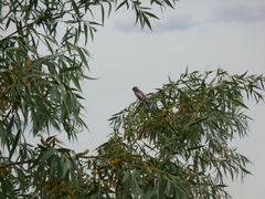 Carpodacus sibiricus