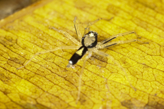 Asemoneinae