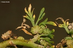 Lepidium coronopus