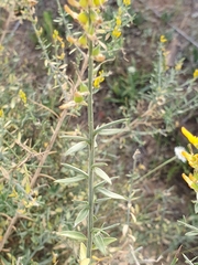 Genista tricuspidata