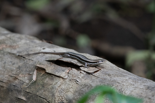 Honduran Skink, Marisora roatanae