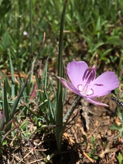 Calochortus nudus