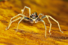 Asemoneinae