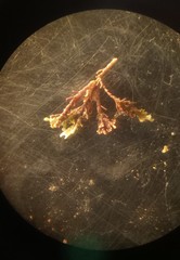 Ellisolandia elongata