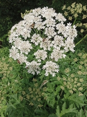 Heracleum sphondylium