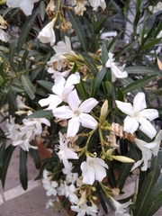 Nerium oleander