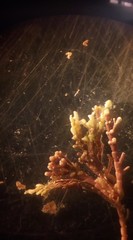 Ellisolandia elongata