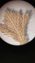 Ellisolandia elongata