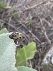 Hesperiinae