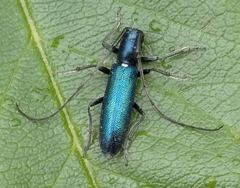 Agapanthiola leucaspis