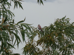 Carpodacus sibiricus
