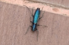 Agapanthiola leucaspis