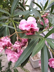 Nerium oleander