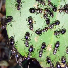 Dolichoderus debilis