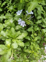 Plumbago auriculata