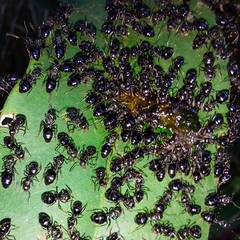 Dolichoderus debilis