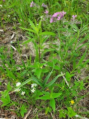 Polygala senega
