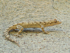 Asia Minor Thin-Toed Gecko photo 3