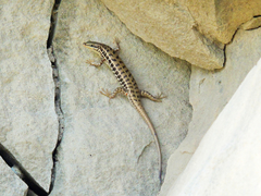 Heremites auratus