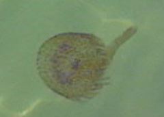 Pelagia noctiluca