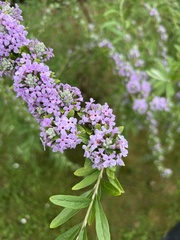 Buddleja alternifolia