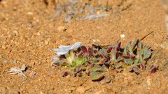 Oxalis adenodes
