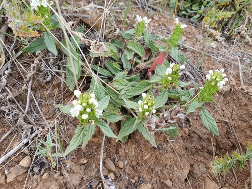 Prunella laciniata image