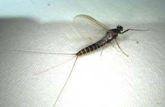 Leptophlebia cupida