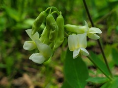 Lathyrus ochroleucus