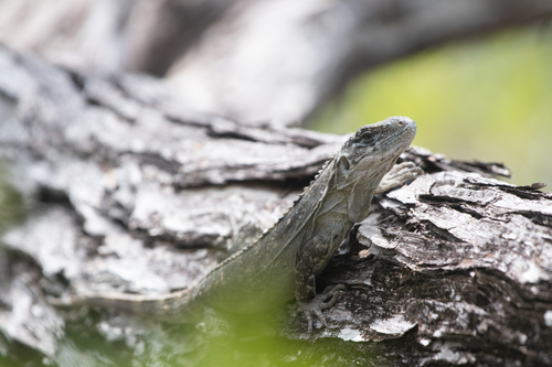Baker's Spinytail Iguana, Ctenosaura bakeri