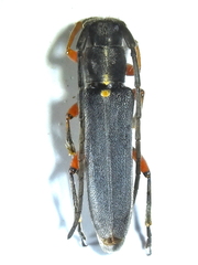 Phytoecia icterica