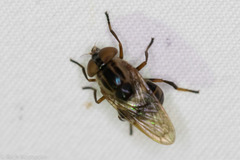 Copestylum chalybescens