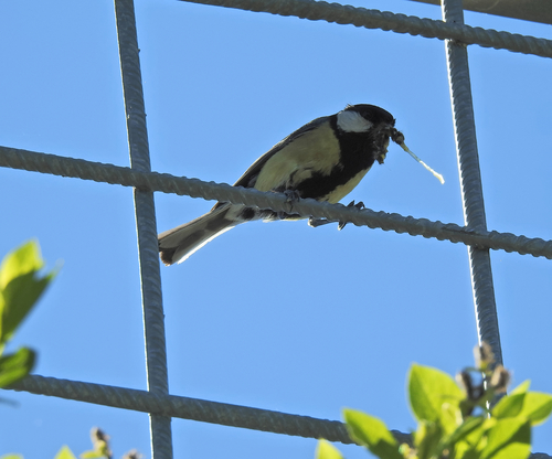 Photo 204121196, no rights reserved, uploaded by Nicolás Tamargo