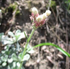 Antennaria parvifolia