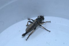 Neoitamus socius