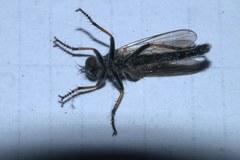 Neoitamus socius