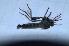 Neoitamus socius