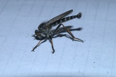 Neoitamus socius