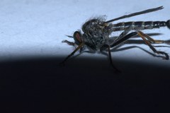 Neoitamus socius