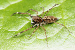 Spartaeus spinimanus