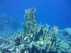 Millepora exaesa