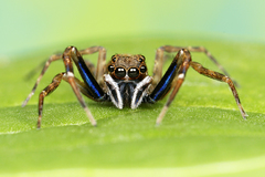 Spartaeus spinimanus