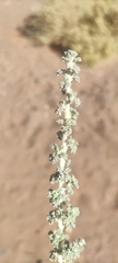 Artemisia judaica